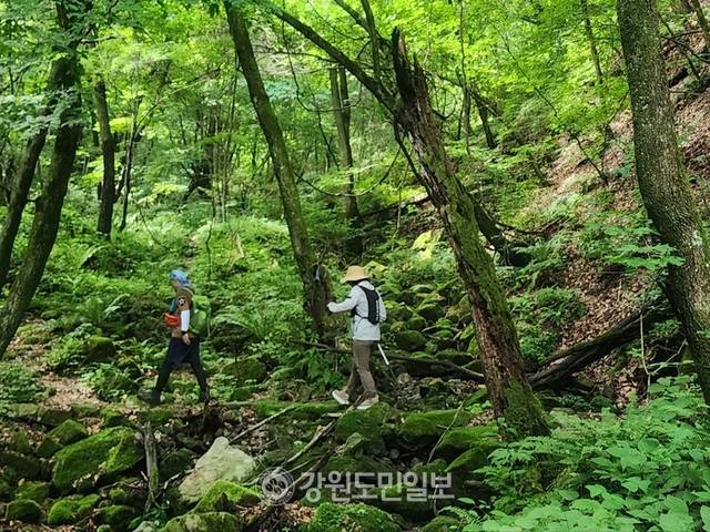 ▲ 여름의 한복판인 30일 지역 주민들이 인제 박달고치 숲길 이끼계곡의 시원한 그늘 아래를 걸으며 무더위를 이기고 있다. 인제 박달고치는 인제대교 일대 소양호와 인제시가지, 원통 시가지가 한눈에 조망된다. 이곳은 지역 주민들의 사랑을 받고 있는 숨은 명소다. 이동명 기자