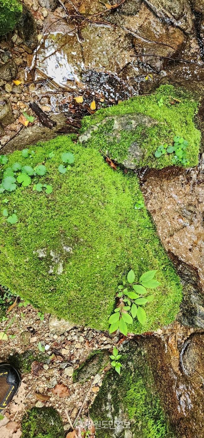 ▲ 여름의 한복판인 30일 지역 주민들이 인제 박달고치 숲길 이끼계곡의 시원한 그늘 아래를 걸으며 무더위를 이기고 있다. 인제 박달고치는 인제대교 일대 소양호와 인제시가지, 원통 시가지가 한눈에 조망된다. 이곳은 지역 주민들의 사랑을 받고 있는 숨은 명소다. 이동명 기자