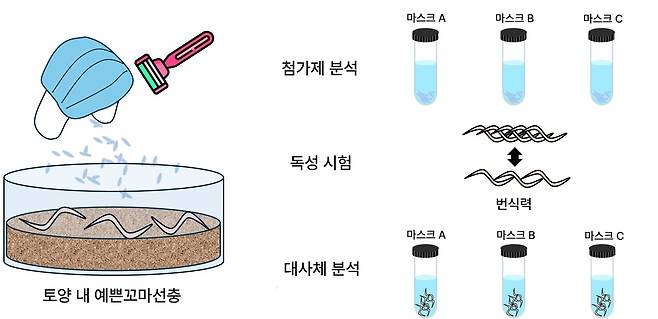 일회용 마스크 유래 미세플라스틱의 토양 독성. 연구팀은 일회용 마스크에서 발생하는 미세플라스틱이 예쁜꼬마선충에게 번식력 저하를 유발하며, 그 원인 물질이 미세플라스틱에서 유출되는 첨가제임을 밝혀냈다.[GIST 제공]