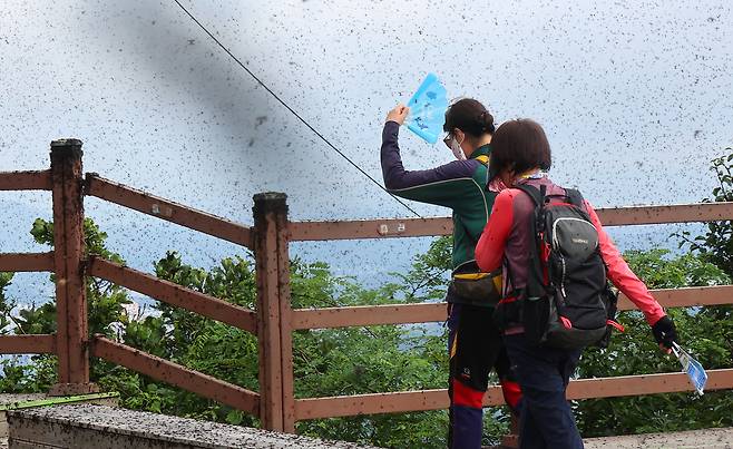 30일 오전 인천 계양구 계양산 정상이 러브버그(붉은등우단털파리)들로 뒤덮여 등산객들이 불편을 겪고 있다. [연합]