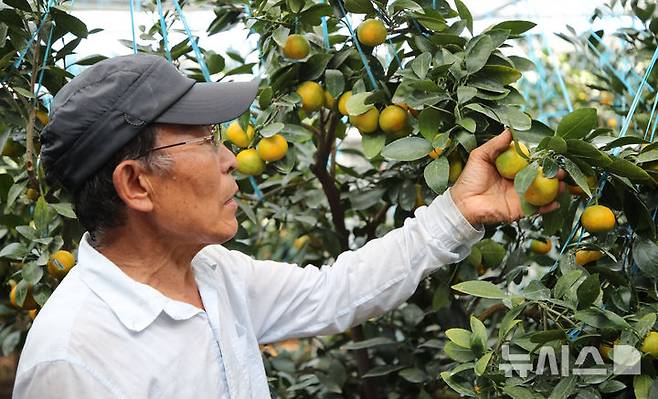 [서귀포=뉴시스] 우장호 기자 = 하우스 감귤 농사 32년 경력의 고성진(67)씨가 30일 제주 서귀포시 남원읍 위미리 소재 농장에서 수확을 앞둔 감귤을 점검하고 있다. 2025.06.30. woo1223@newsis.com