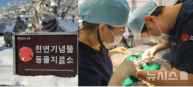 [광주=뉴시스] 광주 우치동물원 동물병원 천연기념물 치료. (사진=광주시청 제공). photo@newsis.com *재판매 및 DB 금지