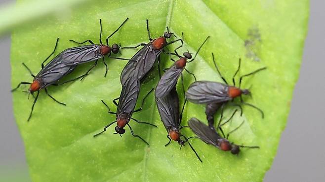 '붉은등우단털파리(러브버그)' 모습 [연합뉴스 자료사진]