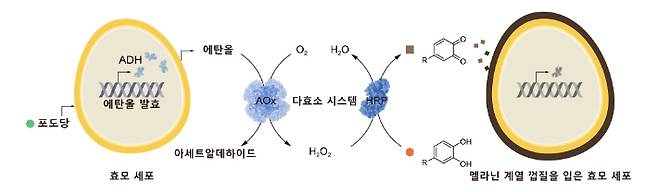 세포대사 연계형 자율적 SCNE 방법론을 보여주는 모식도. KAIST 제공