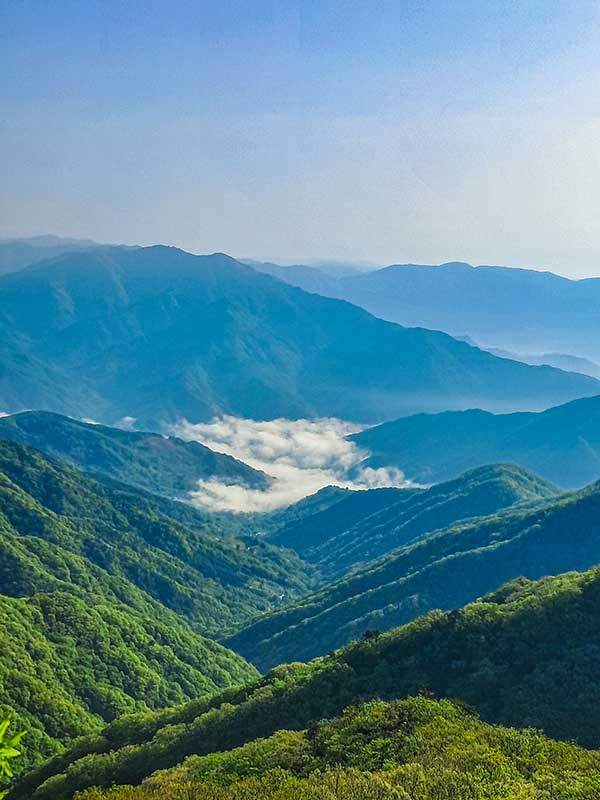 능선에서 내려다본 삼진강 운해.