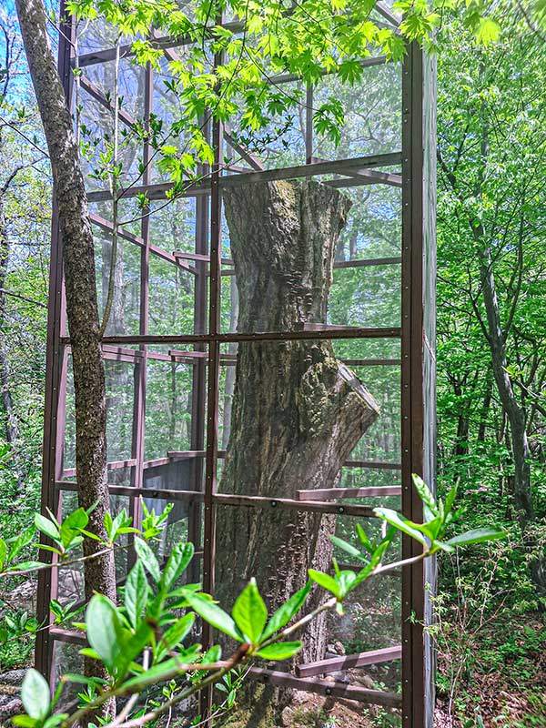 고목을 이용한 장수하늘소 적응 시험 현장.