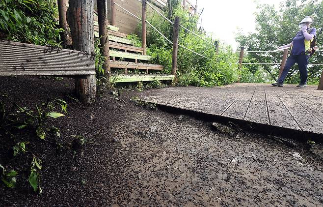 30일 인천 계양구 계양산 등산로가 러브버그로 덮여 있다. 인천=뉴시스