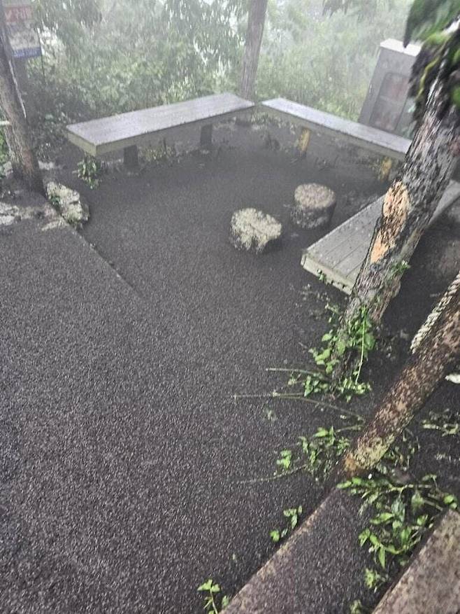 인천 계양구 계양산 정상 휴식공간이 러브버그로 덮여 있다.&nbsp; 인스타그램 캡처