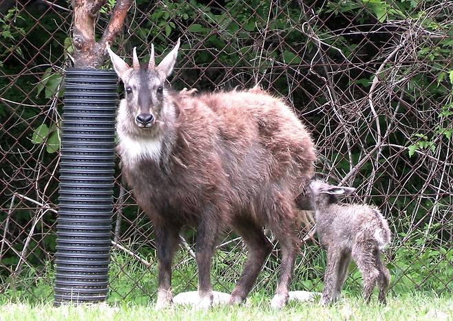 올해 태어난 새끼 산양(오른쪽) [양구군 제공. 재판매 및 DB 금지]