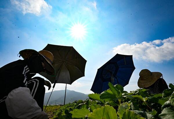 불볕 더위가 한창인 1일 따가운 햇살의 밀양시 하남읍 파서리 들판 딸기밭에서 농민들이 대형 햇빛 가리개로 그늘을 만들어 작업하고 있다. /김구연 기자