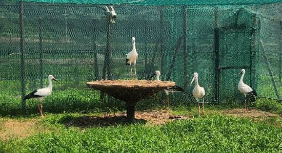 김해 화포천습지 방사장 황새들. 시는 새끼 황새 3마리 이름 공모에 나섰다. 사진=김해시