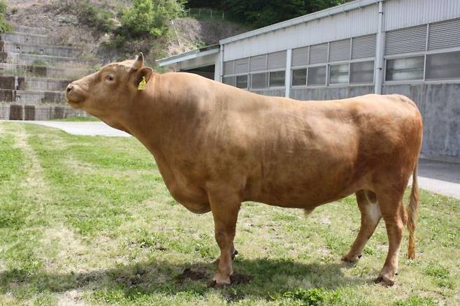 능력검증 시험에서 전국 1위를 차지한 이 한우 보증씨수소는 시장에서 거래는 되지 않지만 150억원 정도 가치를 지니는 것으로 알려졌다.