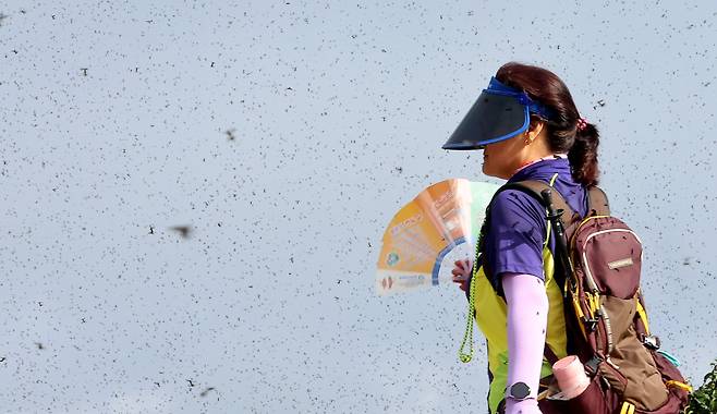 30일 오전 인천 계양구 계양산 정상이 러브버그(붉은등우단털파리)들로 뒤덮여 등산객들이 불편을 겪고 있다. /연합뉴스