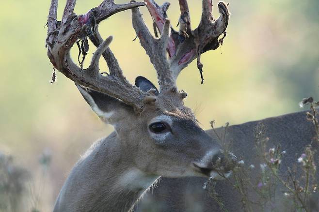 흰꼬리사슴의 뿔이 자라남에 따라 살갗이 벗겨지고 있다./Pennsylvania Game Commission