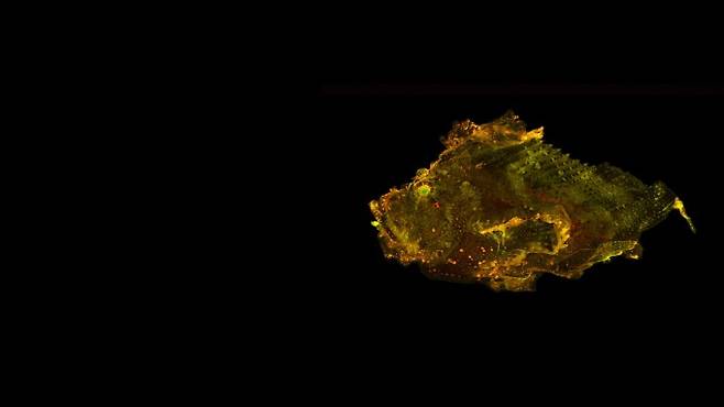 John Sparks, David Gruber 제공