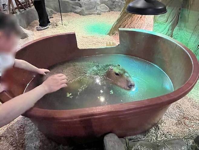 부산의 한 동물원 카피바라 사육장. 사육장 울타리가 낮아 ‘무제한 만지기 체험’이 가능한 형태로, 동물이 몸을 숨길 공간은 따로 제공되지 않고 있었다. 어웨어 제공