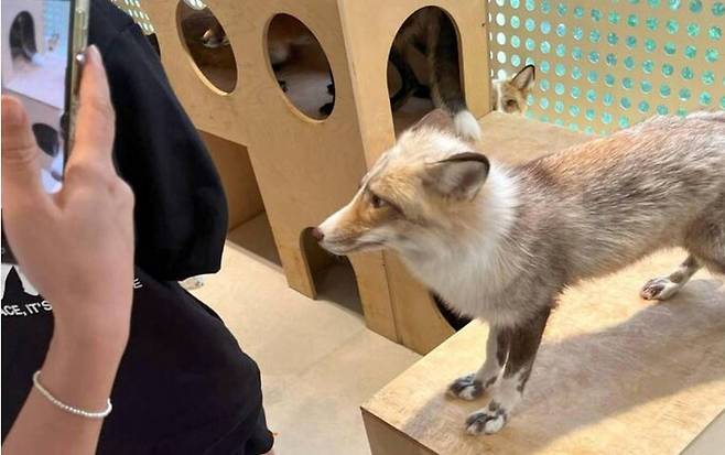 동물보호단체의 현장에서 붉은여우에게 반려견에게 하듯 ‘앉아’, ‘손’ 등을 시키는 등 생물 종과는 맞지 않는 설명을 제공하거나, 안전사고 위험이 커 보이는 상황이 목격됐다. 어웨어 제공