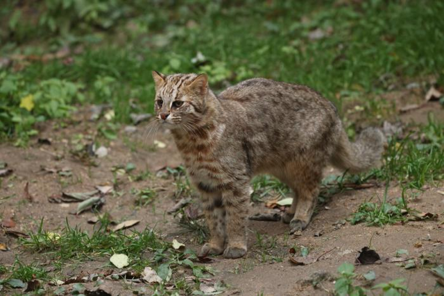 서식지 파괴와 찻길사고로 희생되고 있는 삵. 국립생태원 제공