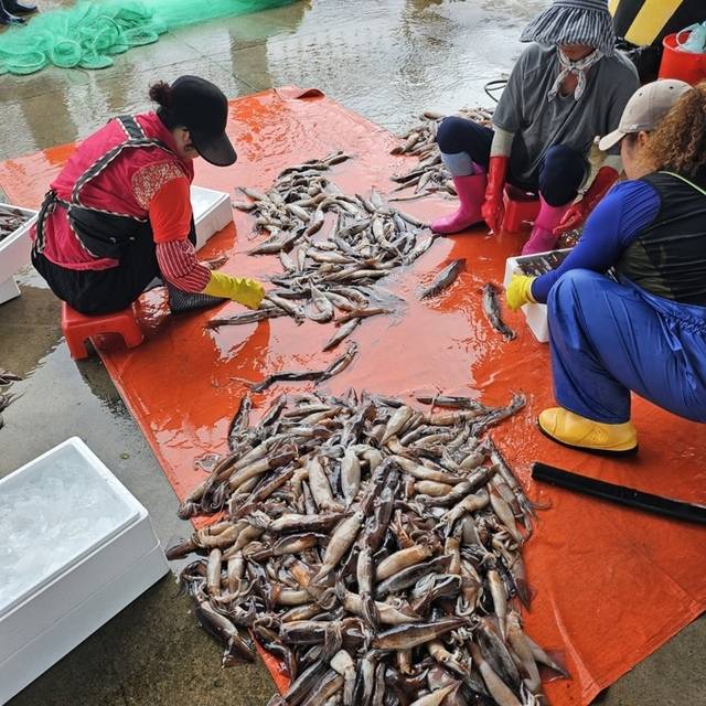▲ 최근 동해안의 별미인 오징어가 많이 잡혀 어업인들이 모처럼 웃고 있다.