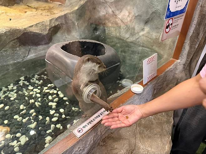 한 동물원에서 수달이 관람객이 주는 먹이를 먹기 위해 손을 내밀고 있다. 동물복지문제연구소 어웨어 제공.