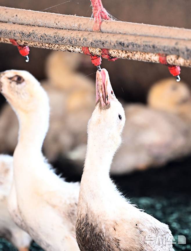 [나주=뉴시스] 김혜인 기자 = 20일째 폭염특보가 이어지고 있는 8일 오전 전남 나주시 세지면 한 오리 농가에서 오리가 물을 마시며 목을 축이고 있다. 2024.08.08. hyein0342@newsis.com