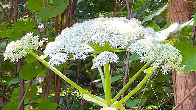 일본 홋카이도대 캠퍼스에서 발견된 ‘자이언트 하귀드’&nbsp;의심 식물. 일본 UHB홋카이도문화방송 화면 캡처