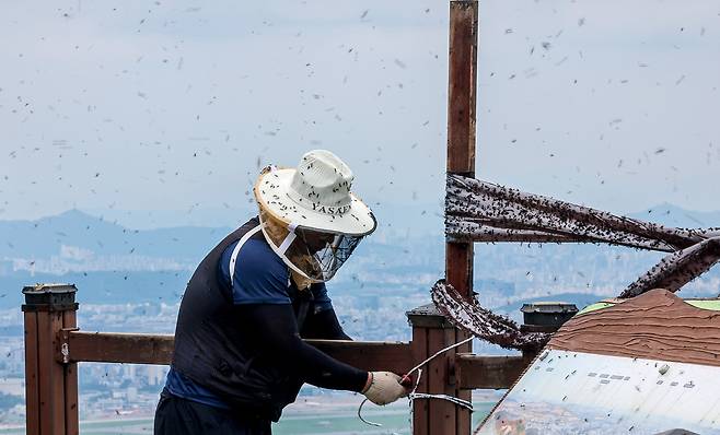 지난달 30일 인천 계양구 계양산 정상에 ‘붉은등우단털파리(러브버그)’ 무리가 대량 출몰한 가운데 계양구청 공원녹지과 산림보호팀 관계자들이 방역 작업을 펼치고 있다. 뉴스1