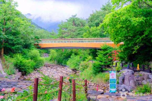 솔향수목원 (사진-한국관광공사)