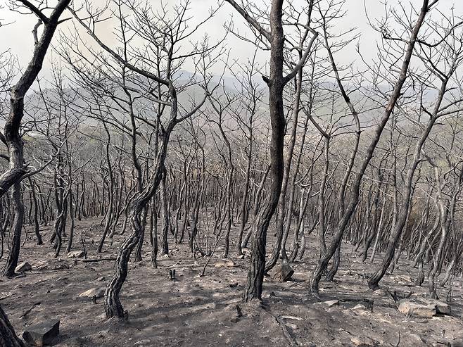 경북 의성 산불 피해 현장 [국립산림과학원 제공. 재판매 및 DB 금지]