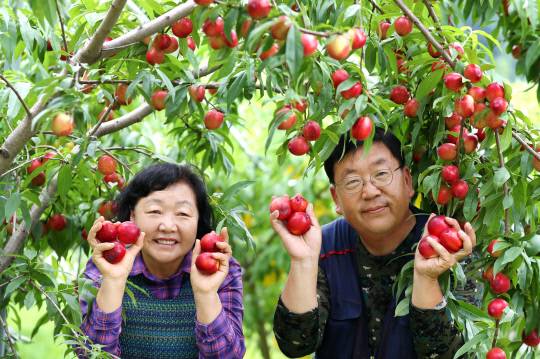 오우석(53) 대청호 복숭아 작목반장(오른쪽)과 작목반 회원이 청정 자연 속에서 재배한 신비복숭아를 수확한 뒤 품질을 점검하고 있다. 대청호의 맑은 물과 큰 일교차 덕분에 높은 당도와 아삭한 식감을 자랑하는 이 복숭아는 전국 소비자들에게 꾸준히 사랑받고 있다. 김영태 기자