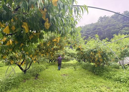 청주 서원구 현도면 복숭아 농장에서 오우석(53) 대청호 복숭아 작목반장이 조생종 복숭아에 봉지를 씌운 이유에 대해 설명하고 있다. 과일 표면을 보호하고 병해충을 막기 위한 작업으로, 당도와 품질을 높이는 데 중요한 과정이다, 이다온 기자