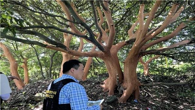 제주에서 발생한 후박나무 박피 사건의 50대 피의자가 제주도 자치경찰단에 검거됐다. 사진은 범행 현장. 제주도 자치경찰단 제공