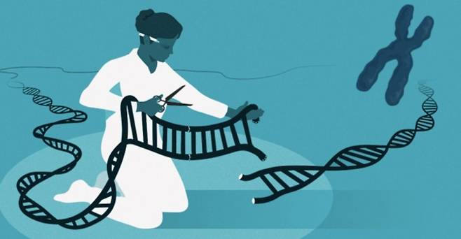 국내 연구진이 크리스퍼-캐스9(CRISPR-Cas9) 유전자가위의 낮은 표적 정확도를 극복하기 위한 새로운 단백질 공학 전략을 개발했다. 유전자가위 기술을 나타낸 이미지.&nbsp;스웨덴 왕립과학원 제공.