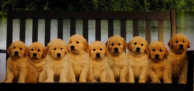 Internet_20230917_110226_4.jpeg 골댕이 \'인절미\'의 영어권 별명 ㄷㄷ..jpg 골댕이 \'인절미\'의 영어권 별명 ㄷㄷ..jpg