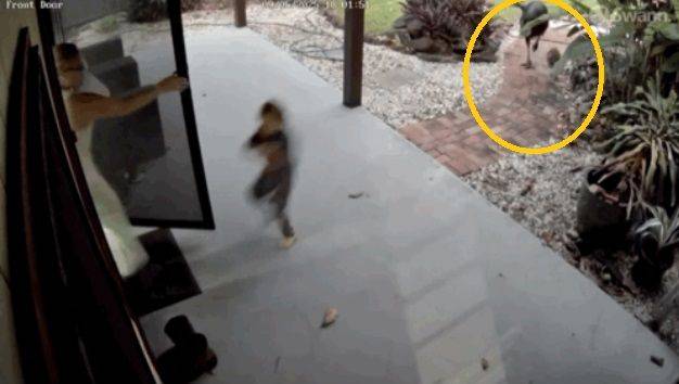 호주의 한 엄마와 아들이 인간을 죽인 적 있는 화식조(카소와리) 두 마리와 마주쳤다가 간신히 집 안으로 피신했다. 출처=뉴욕포스트