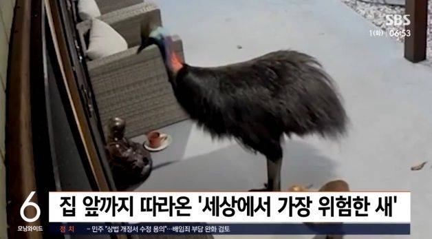 화식조 두 마리가 호주 미션비치 주택 앞 CCTV에 포착됐다.