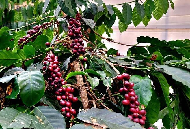 최근 커피벨트의 이상기후로 국제 원두 가격 상승세가 지속되고 있다. 사진은 지난달 전남 화순 두베이커피농장의 하우스에서 빨간 커피 열매가 자라는 모습. 옥기원 기자