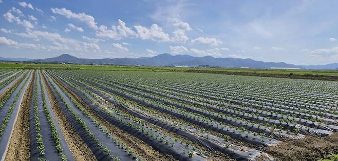 경북 경주 안강평야 이모작 공동영농을 콩을 재배하고 있는 논의 모습. 경북도 제공