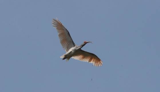 2020년 5월 경남 창녕군 우포따오기복원센터에서 복원·증식해 기른 따오기 40마리를 지난해 이어 두 번째로 방사한 모습. 송봉근 기자