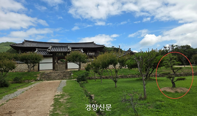 유네스코 세계문화유산인 경북 안동시 풍천면 병산서원 입구에 1일 윤석열 전 대통령 방문을 기념하며 심은 소나무(붉은색 원)가 서 있다. 김현수 기자