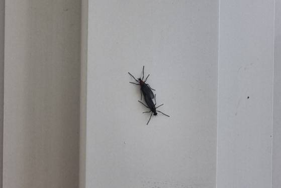 A pair of lovebugs are seen stuck onto a wall of a residence [SCREEN CAPTURE]