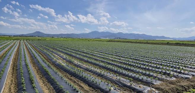 [안동=뉴시스] 7월 현재 경주 안강평야에서 벼 대신 콩이 자라고 있다. (사진=경북도 제공) 2025.07.02. photo@newsis.com *재판매 및 DB 금지