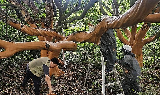 서귀포시가 지난 6월 말 훼손된 후박나무에 황토를 바르는 등 방법으로 응급처치를 하고 있다. 서귀포시 제공