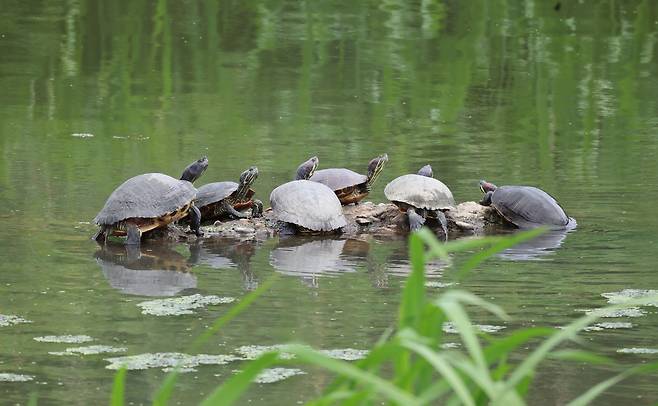 경포천의 붉은귀거북 [촬영 유형재]