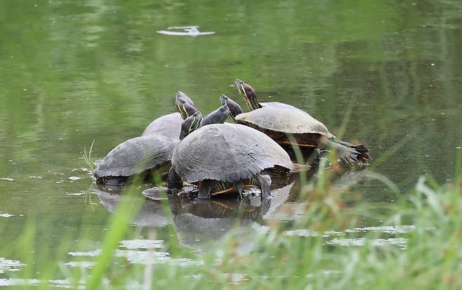 작은 돌에 자리 다툼하듯 올라앉은 붉은귀거북 [촬영 유형재]