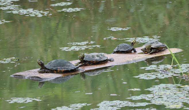 널빤지 타고 일광욕하는 붉은귀거북 [촬영 유형재]