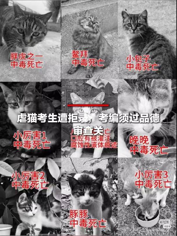 중국 대학 캠퍼스 길고양이 학대 사건 [웨이보 캡처. 재판매 및 DB금지]