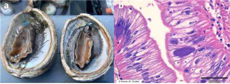 정상 전복<왼쪽>, 제노할리오티스 캘리포니엔시스 감염증에 감염된 전복<중간>과 감염된 조직<오른쪽>. /해수부 제공