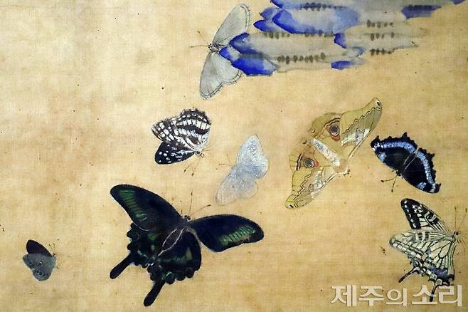 조산 서화가 남계우가 그린 '꽃과 나비' 일부 부분. 평생 나비를 채집하고 사생한 화가 남계우는 '남나비'라는 별명이 붙을 정도였다. 석주명은 병풍과 비슷한 남계우의 그림에서 모두 37종의 나비를 찾아냈다. 소장=숙명여자대학교 박물관. ⓒ제주의소리