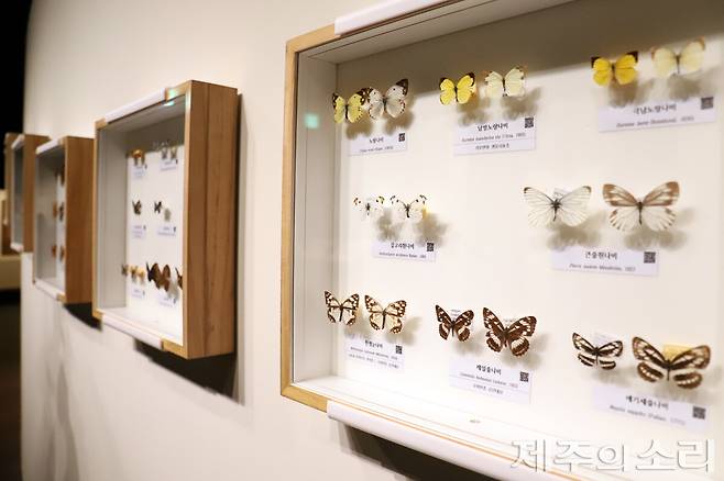 제주민속자연사박물관이 소장 중인 나비 표본. ⓒ제주의소리